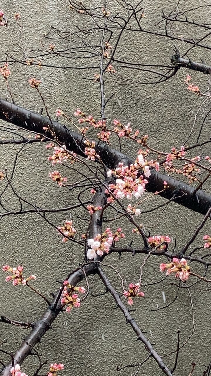＜桜の成長＞（すこやかホーム東陽町）