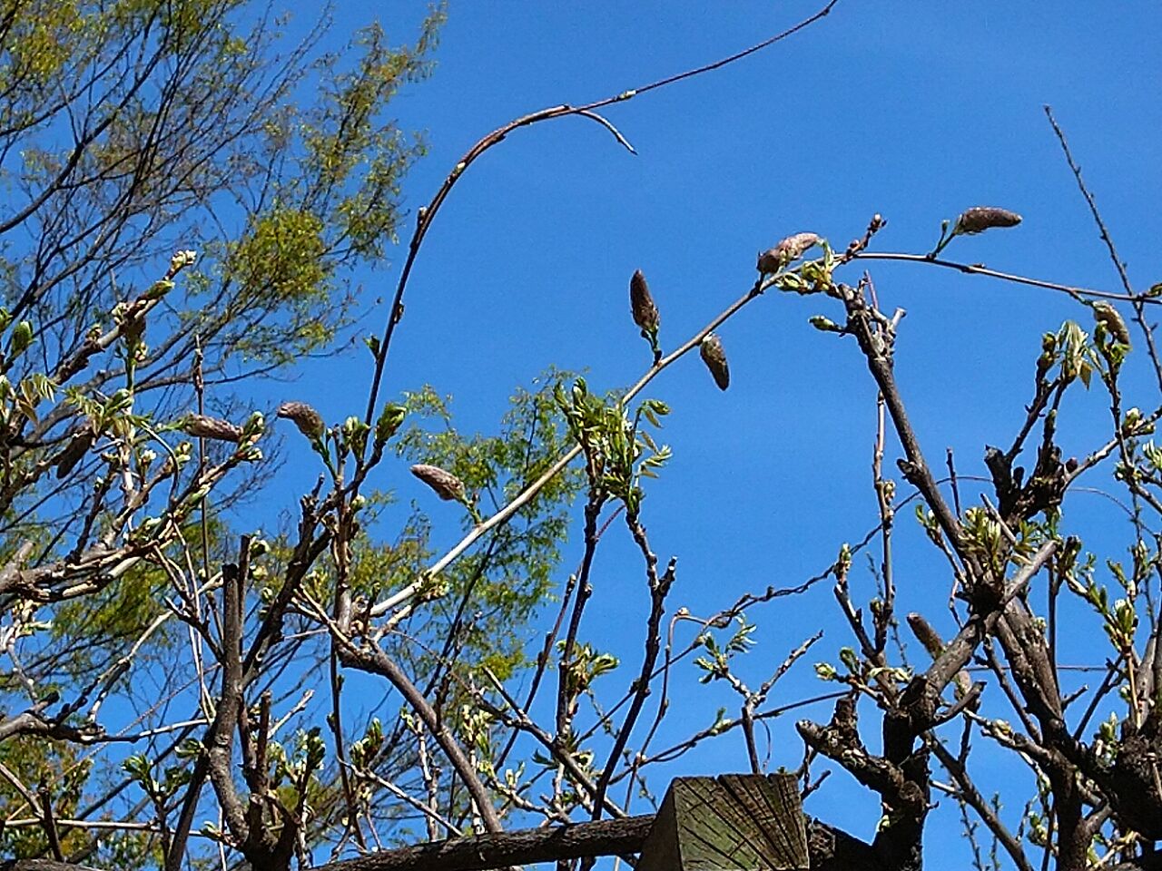 春は進むよ🌸どこまでも🎵(すこやかホーム小名木川)