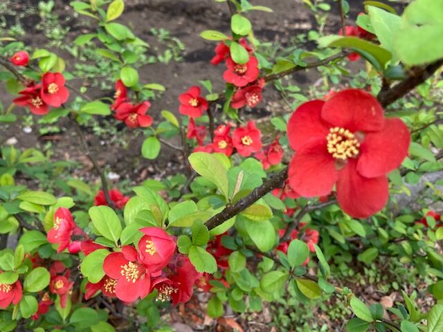 散歩で春を見つけます🌼(すこやかホーム小名木川)