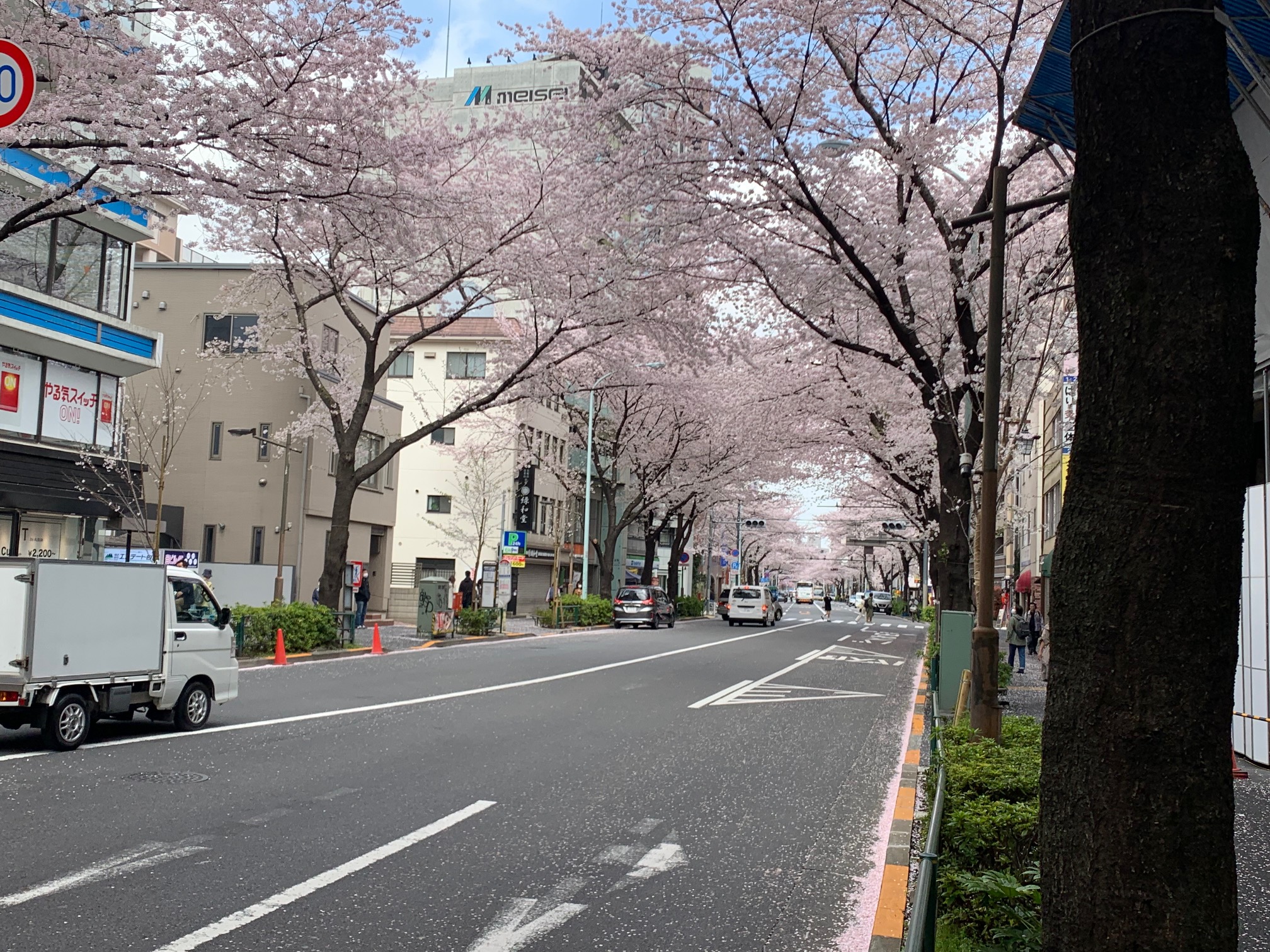 梅照院（でも桜です・・・すこやか楽リハ塾）