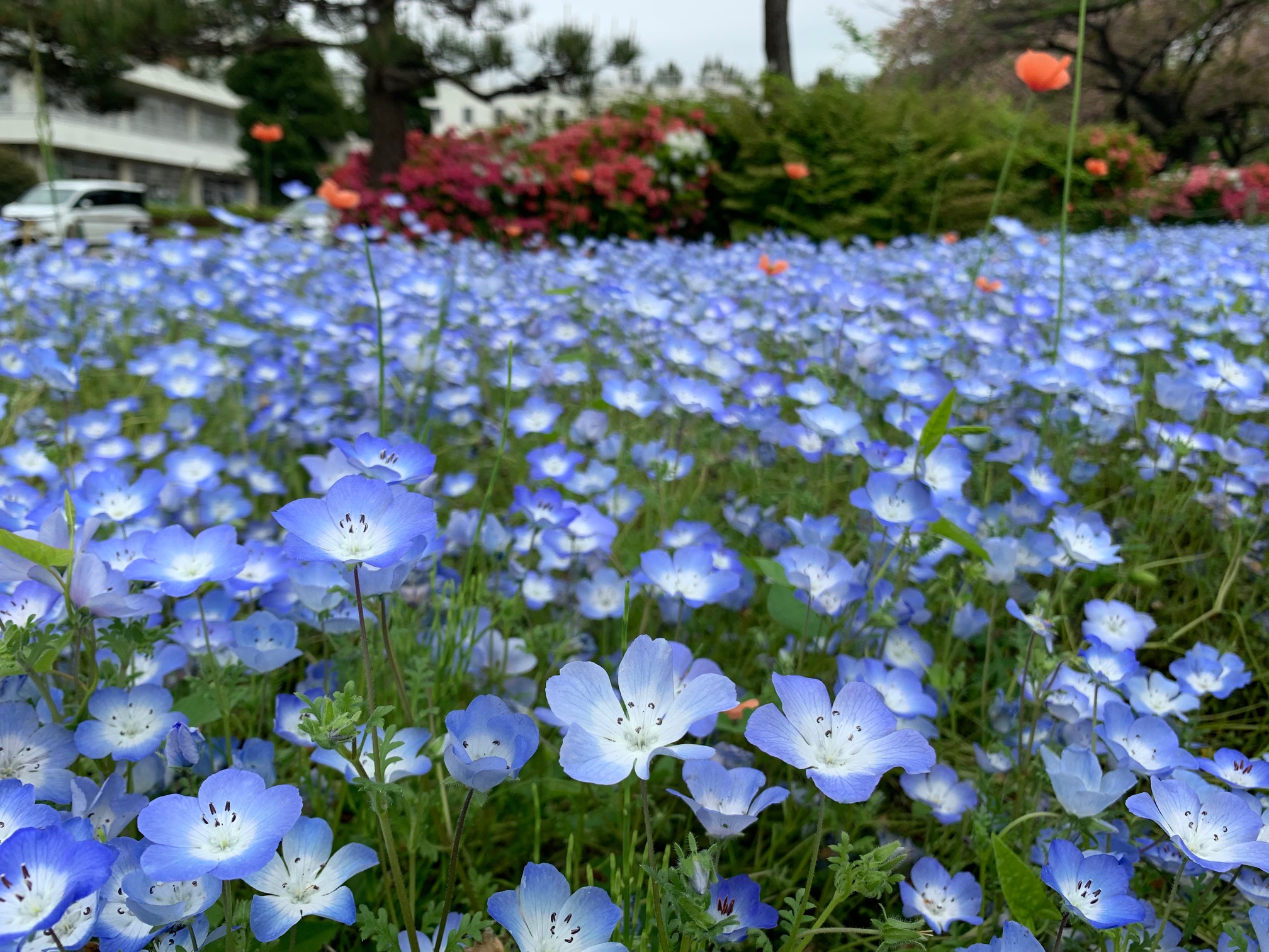 すこやかニュース（４月２５日配信）