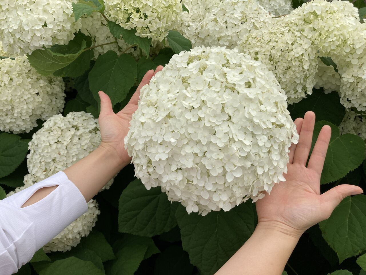 ♪紫陽花さんぽ♪　(すこやかホーム北砂)