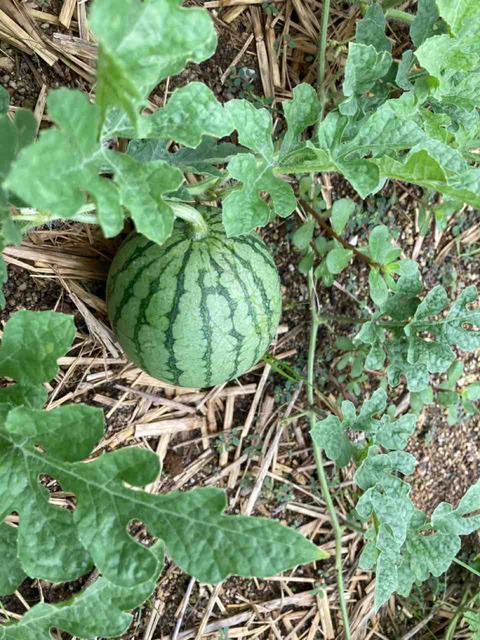 スイカ🍉が実りました。【家族えんむすび】