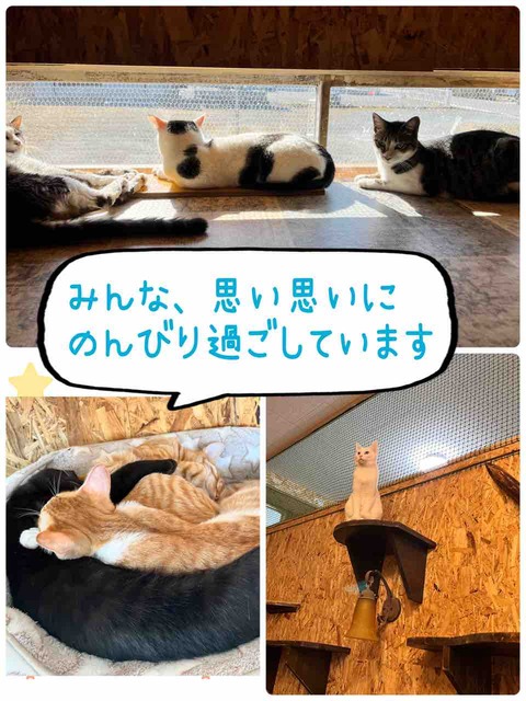 秩父・猫まみれ♪（すこやかホーム大島）