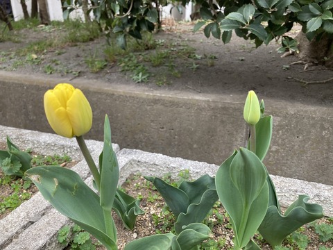 春の息吹を感じつつ。。。🌸(小名木川)