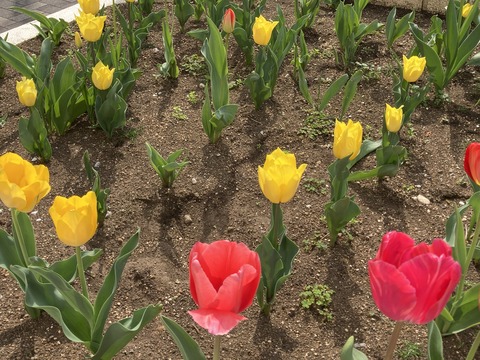 花・花・花ーーー🌼春のご報告🐤(小名木川)