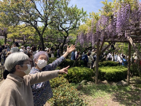 亀戸天神へ～藤の花見学　（すこやか自立学園木場校）