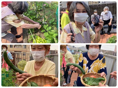 夏野菜収穫🍅　えんむすび