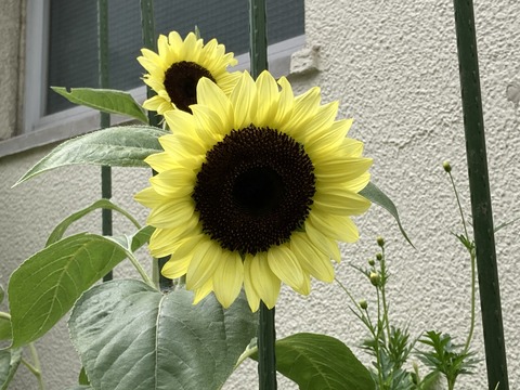 🌻夏を感じて🌻・・・あれ❓どうした(・・?　(小名木川)