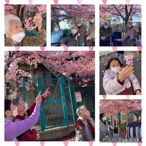 満開の河津桜🌸（大島）