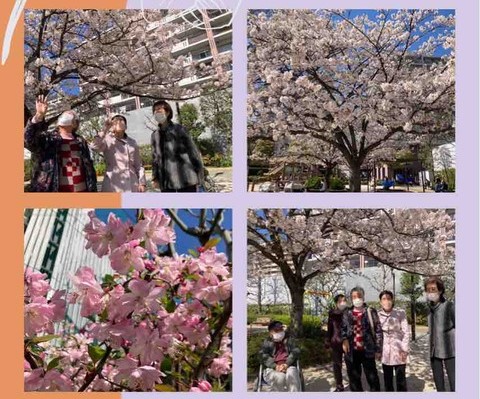 桜ドライブ…そして（大島）
