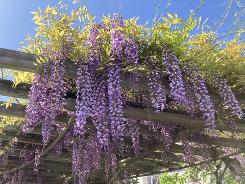 藤の花見学　　北砂