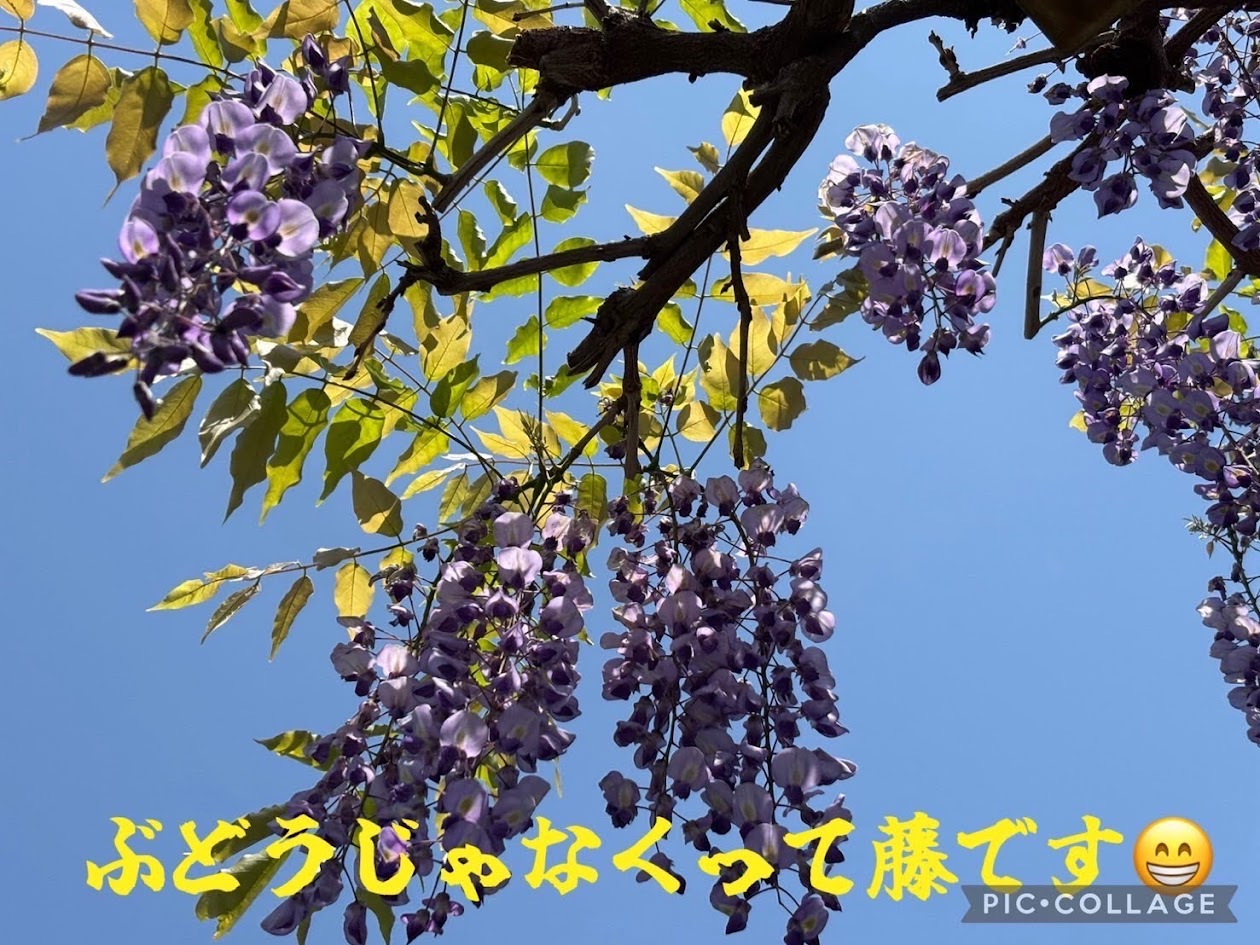 亀戸天神　藤祭り　（すこやか自立学園木場校）