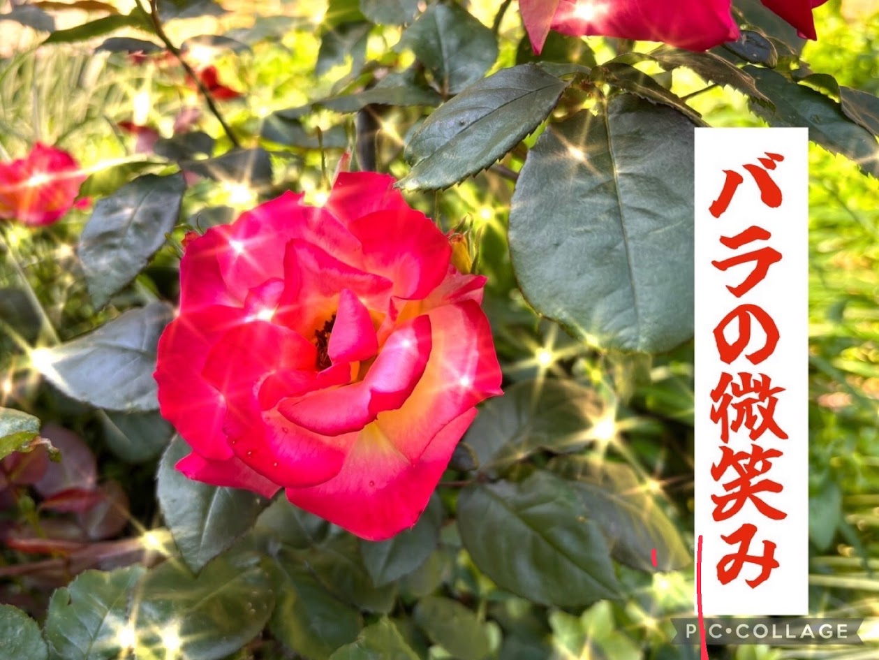 季節のお花（すこやか木場）