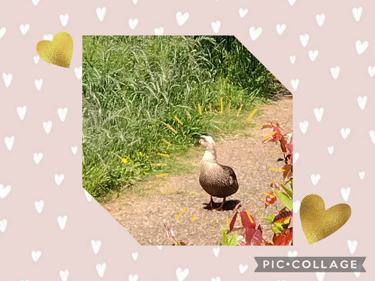 親水公園にて…🐤