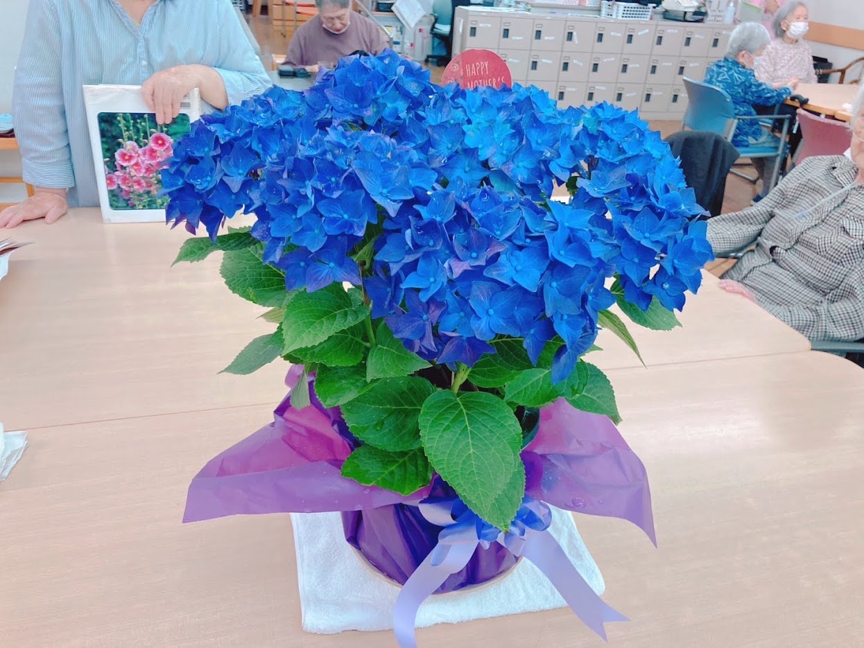 少し早めの紫陽花を…   ( 大島)