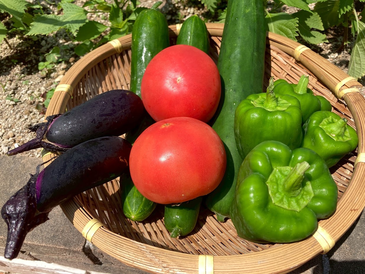 🍅🥒屋上で収穫🥒🍅　（えんむすび）