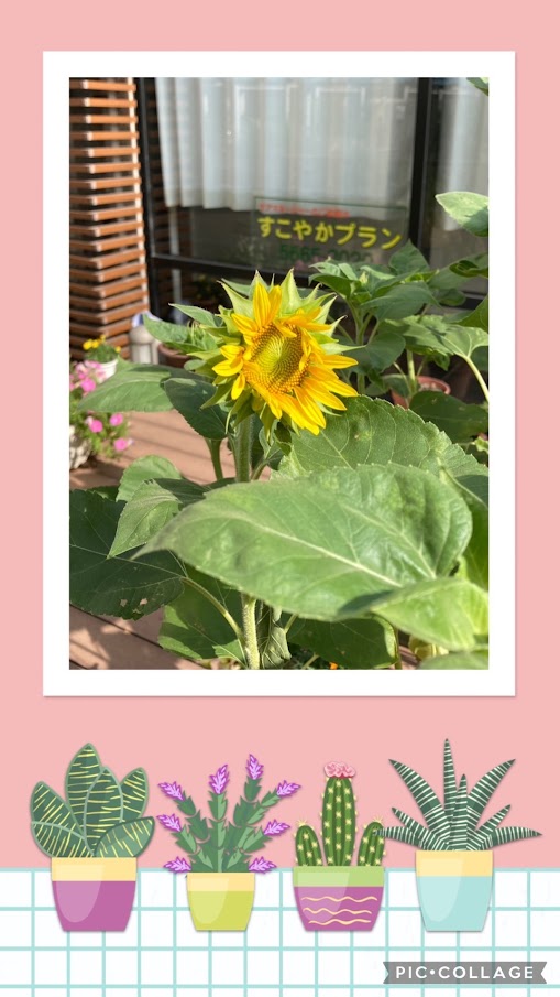 向日葵開花😊（小名木川）